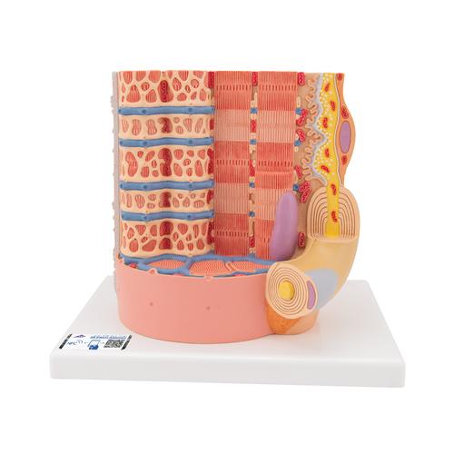 Human Muscle Fiber Model, 10,000 times magnified - MICROanatomy Series