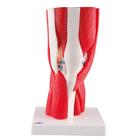 Knee Joint with Removable Muscles, 12 part