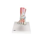 Foot Skeleton Model with Ligaments and Muscles
