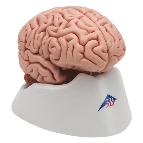 Brain, 5 part