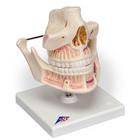 Adult Denture Model with Nerves and Roots