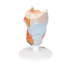 Human Larynx Model, 2 part