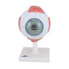 Human Eye Model, 5 times Full-Size, 6 part