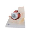 Human Eye Model, 3 times Full-Size, 7 part