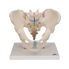 Male Pelvis Skeleton Model, 3 part