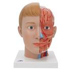 Human Head Model with Neck, 4 part