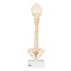 Vertebral Column Model - Child - BONElike