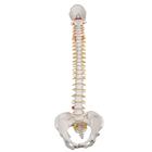 Human Spine Model with Female Pelvis - Classic Flexible