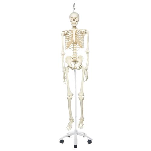 Skeleton Model- Stan - Hanging Stand