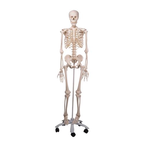 Skeleton Model - Stan