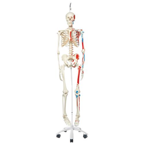Skeleton Model with Painted Muscle Origins and Inserts - Max - Hanging Stand