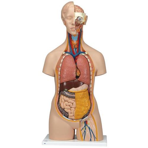 Unisex Human Torso Model, 14 part - Classic