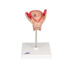 Embryo model, 2 month