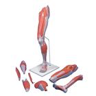 Deluxe Muscle Leg, 7 part, Life Size